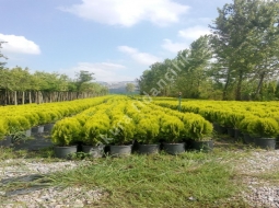 Top Mazı/Thuja Orientalis Aurea