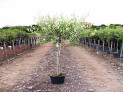 Zeytin/Olea Europaea