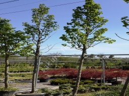 Süs Armudu/Pyrus Calleryana