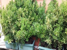 Hazır çit Taflan/Euonymus Japonica Var Aurea