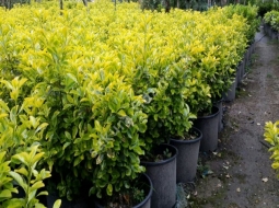 Altuni Taflan/Euonymus japonica 'Elegantissimus Aureus'