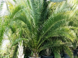 Feniks/Phoenix canariensis