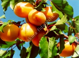 Kayısı/Prunus armeniaca