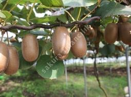 Kivi/Actinidia Lindl