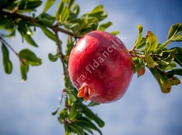 Nar/Punica granatum