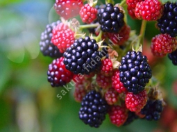 Aşılı Böğürtlen/Rubus fruticosus