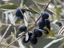 Zeytin/Olea Europaea