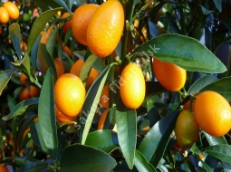 Kamkat/Citrus kumkuat