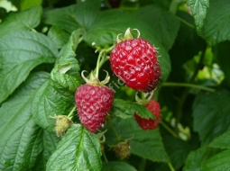 Ahududu/Rubus idaeus