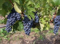 Kara Üzüm/Vitis labrusca