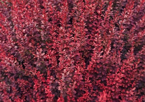 Berberis