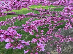 Erguvan/Cercis siliquastrum