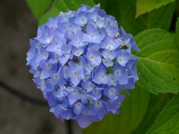 Ortanca/Hydrangea Macrophylla