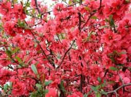 Bahar Dalı/Chanomeles japonica