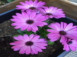 Bodrum Papatyası/Osteospermum fruticosum