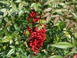 Cennet Bambusu/Nandina Domestica