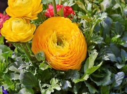 Şakayık/Ranunculus