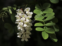 Akasya/Robinia Pseudoacacio