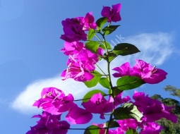 Begonvil/Bougainvillea Spectablis