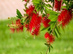 Fırça Çalısı/Callistemon citrinus