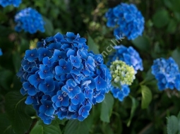 Ortanca/Hydrangea