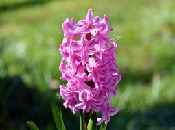 Sümbül/Hyacinthus orientalis