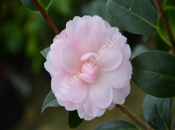 Kamelya/Camelia japonica