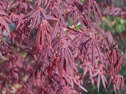 Kırmızı Yapraklı Japon Akçaağacı/Acer palmatum atropurpureum