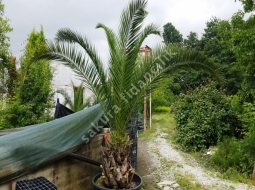 Feniks/Phoenix Canariensis