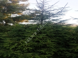 Batı Ladini/Picea abies