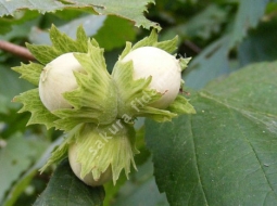 Fındık/Corylus avellana