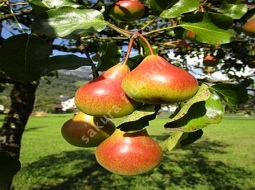 Armut/Pyrus communis