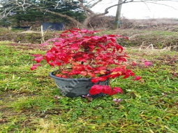 Bodur Cennet Bambusu/Nandina domestica nana Fire Power