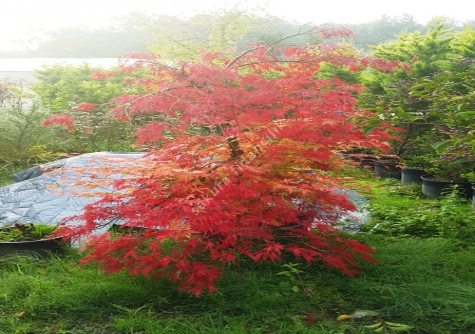 Kırmızı Yapraklı Ters Japon Akçaağacı