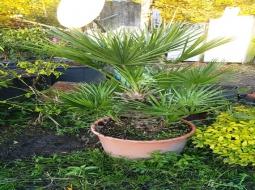 Bodur Palmiye/Chamaerops Humilis