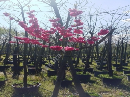 Süs Şeftalisi/Prunus persica