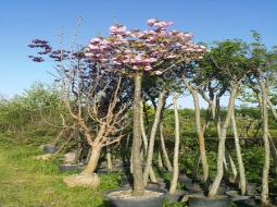 Süs Kirazı/Prunus serrulata kanzan