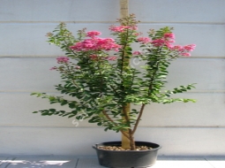 Çalı Oya    /Lagerstroemia indica