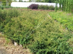 Bodur Ateş Dikeni  /Pyracantha coccinea nana