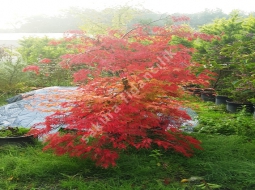 Kırmızı Yapraklı Ters Japon Akçaağacı/Acer palmatum atropurpureum pendula